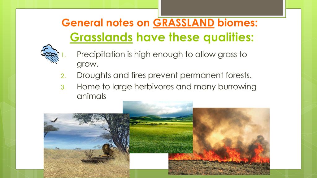 Grasslands have these qualities: - ppt download