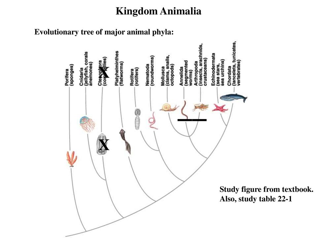 X X Kingdom Animalia Evolutionary tree of major animal phyla: - ppt download