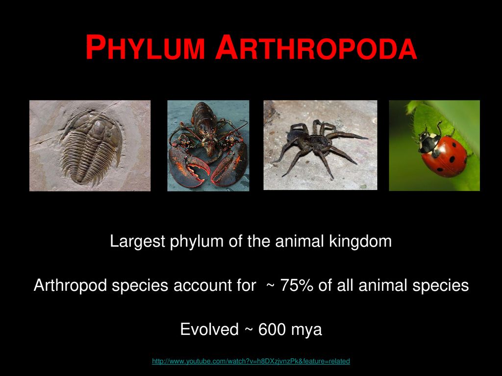 PHYLUM ARTHROPODA Largest phylum of the animal kingdom - ppt download