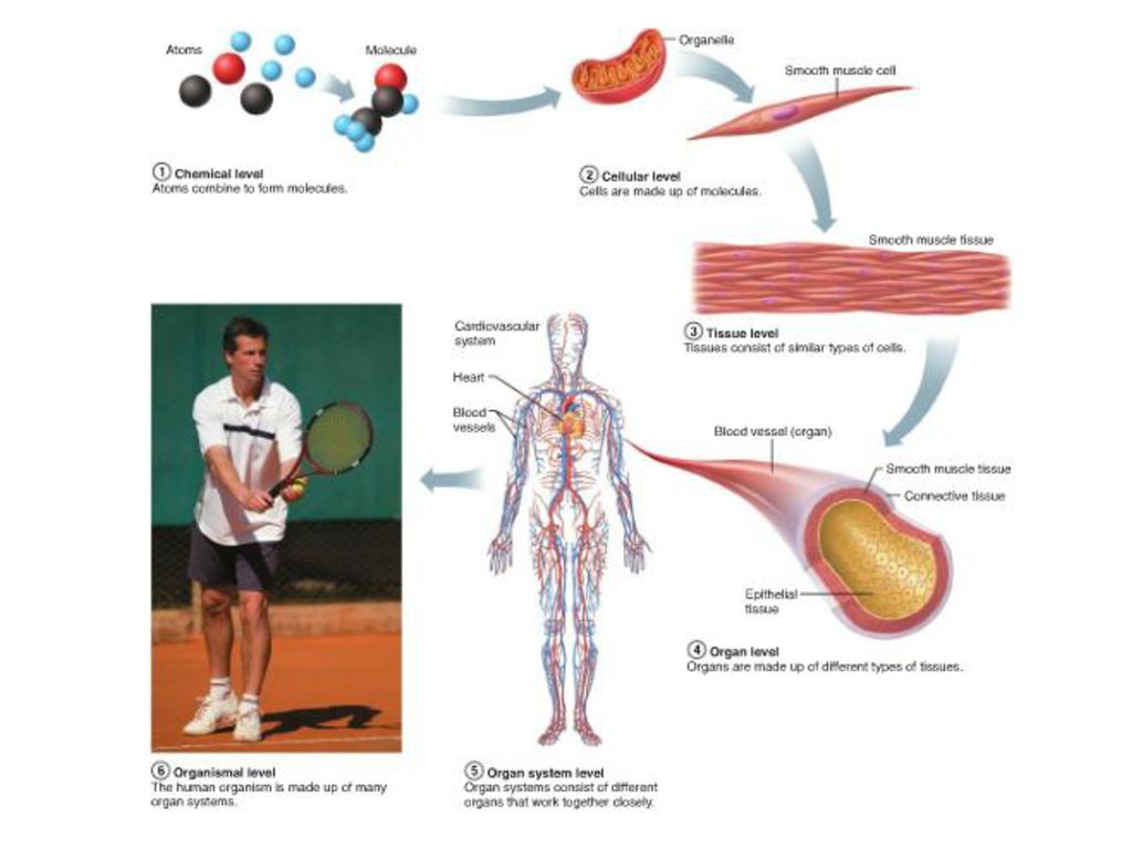 Introduction to Systems of the Body Biology Diagrams