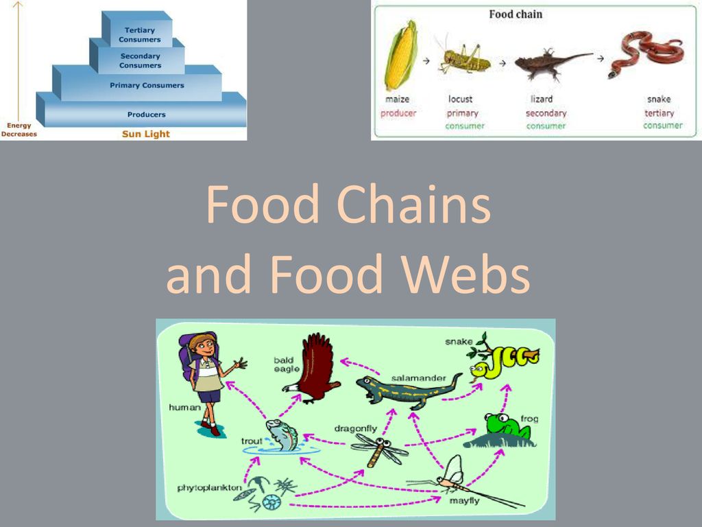 Human Food Chain For Kids Biology Diagrams