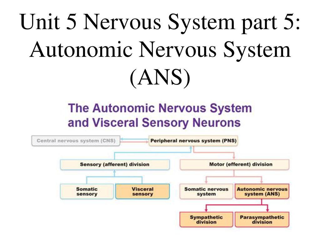 Unit 5 Nervous System part 5: Autonomic Nervous System (ANS) - ppt download