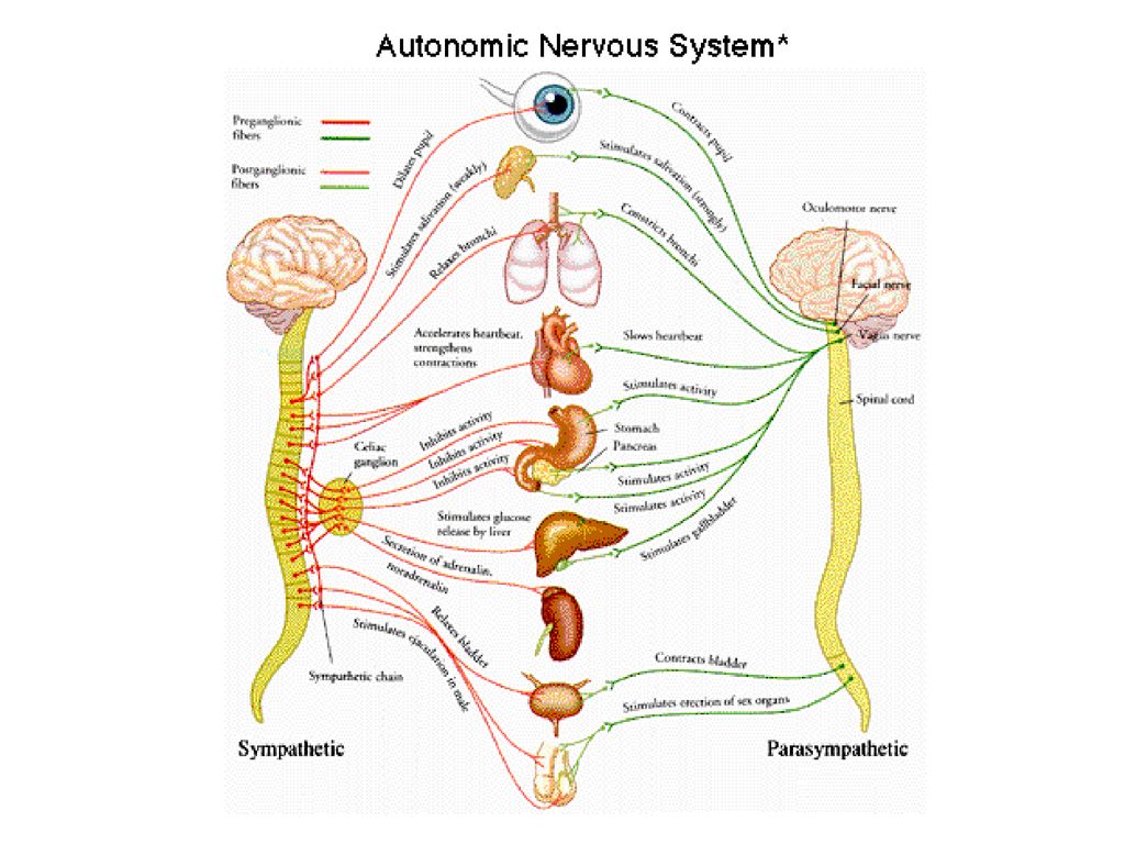 Исцеление вегетативной. Нервная система соматическая и вегетативная схема. Вегетативная нервная система на англ. Вегетативная нервная система анатомия схема. Ментальная карта вегетативная нервная система.
