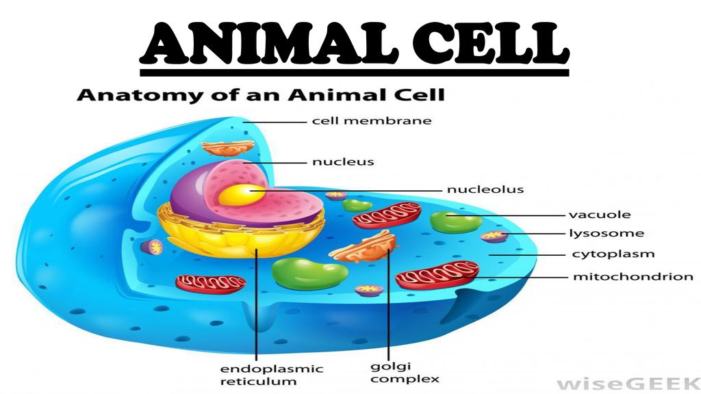 ANIMAL CELL. - ppt download