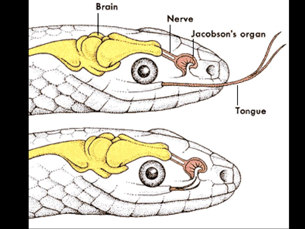 Какие органы змеи воспринимают тепло
