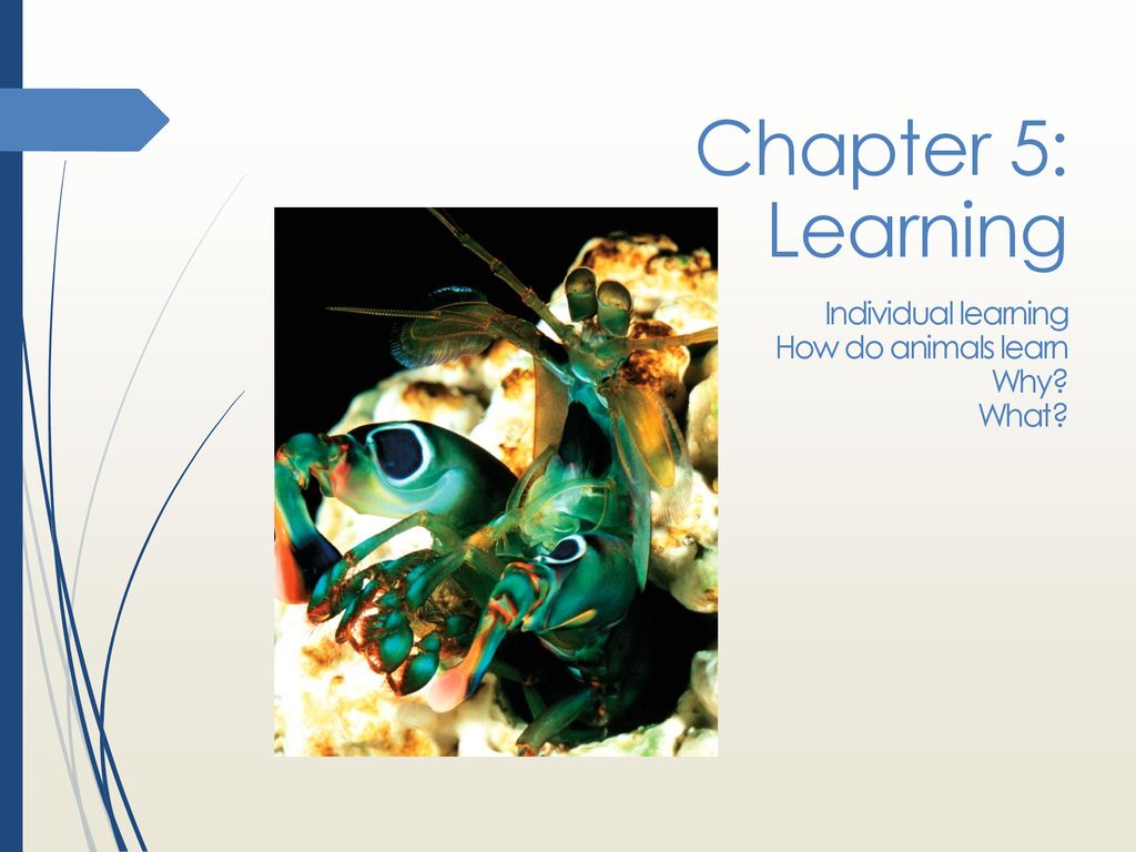 Chapter 5: Learning Individual learning How do animals learn Why? - ppt  download