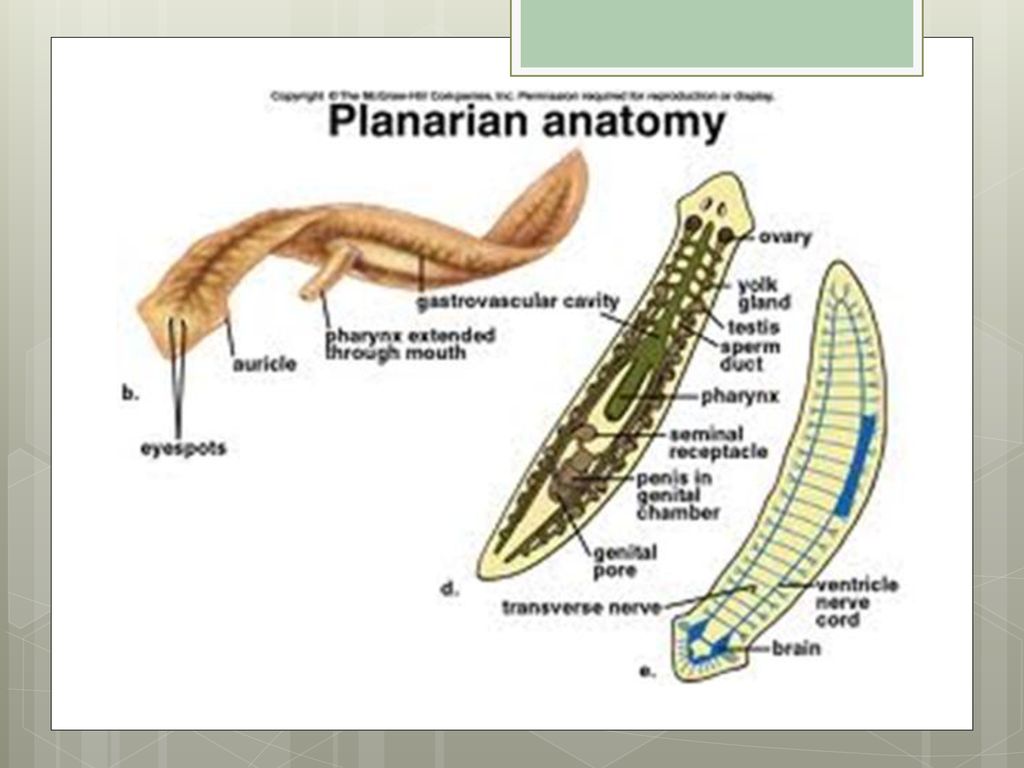 Ppt platyhelminthes és nemathelminthes, Ízeltlábúak – Arthropoda