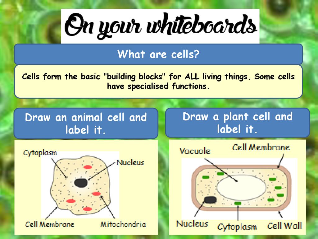 Draw an animal cell and label it. Draw a plant cell and label it. - ppt  download