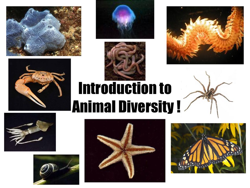 Introduction to Animal Diversity ! - ppt download