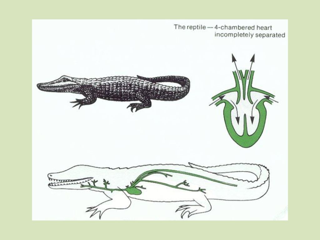 Рисунок пресмыкающихся 2 класс. Кровеносная система пресмыкающихся крокодила. Кровеносная система крокодила схема. Кровеносная система крокодилов схема. Дыхательная система крокодила.