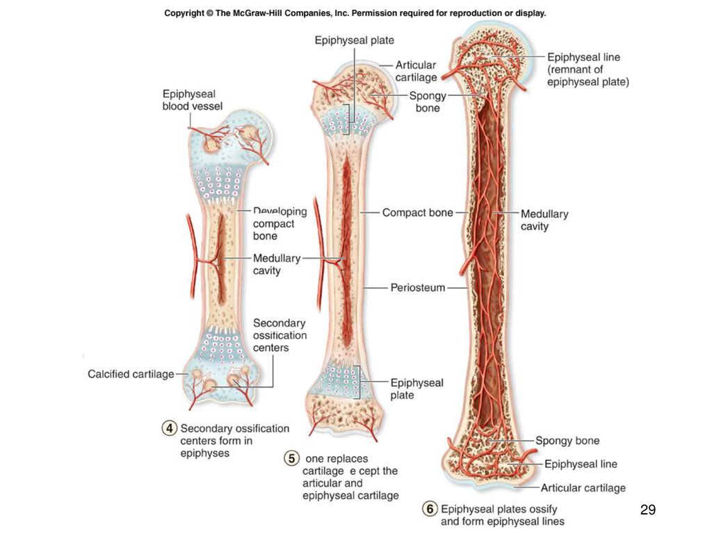 Развитие трубчатой кости