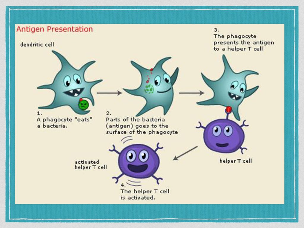 Steps Your Body Takes To Protect You From Pathogens - Ppt Download