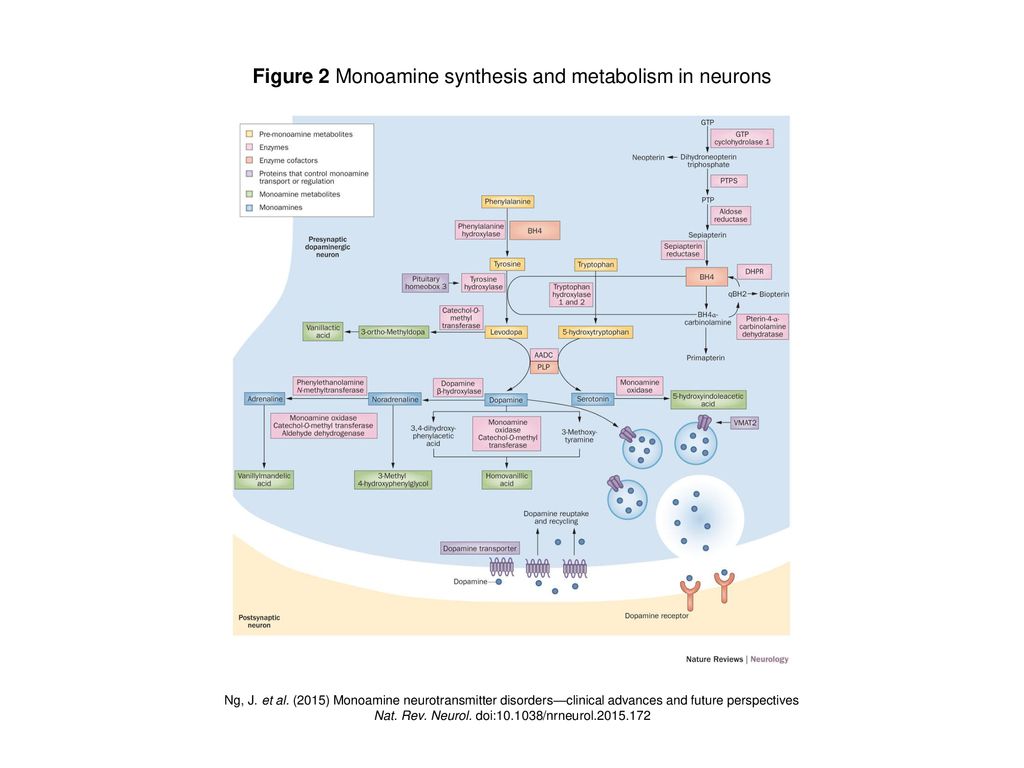 Figure 2 Monoamine Synthesis And Metabolism In Neurons Ppt Download