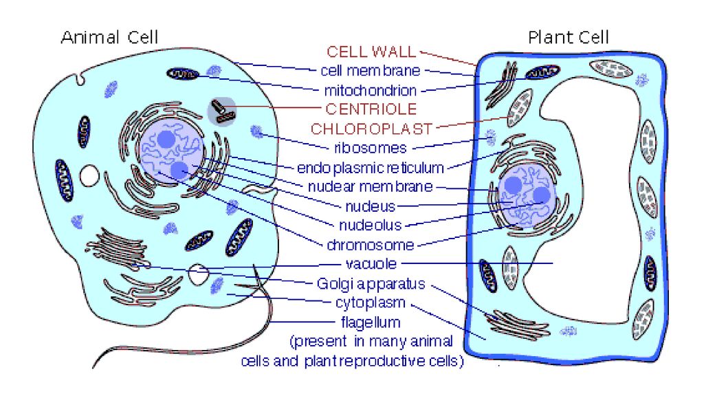 Схема клетки животной и растительной клетки