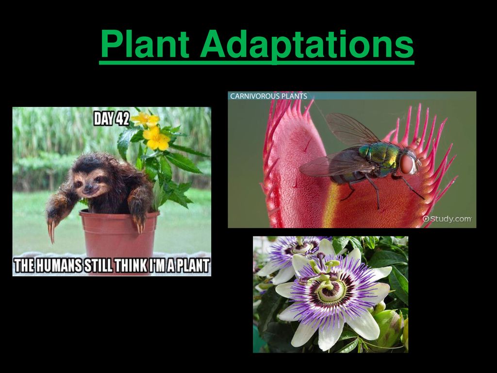 Plant Adaptations Ppt Download