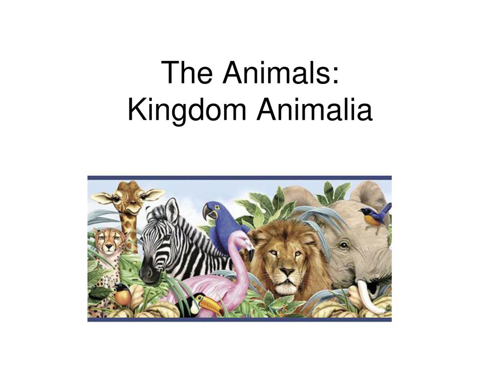 The Animals: Kingdom Animalia - ppt download