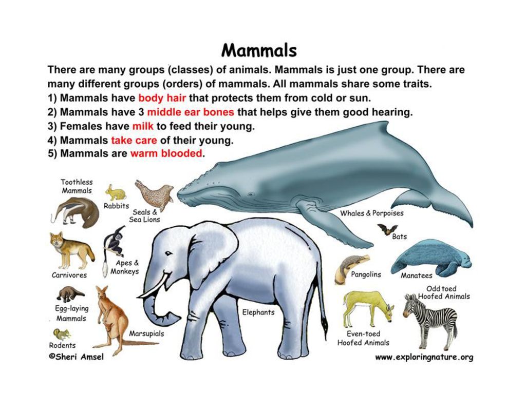 Animal information. Млекопитающие. Млекопитающие на английском. Млекопитающие животные по английскому. Млекопитающие примеры на английском.