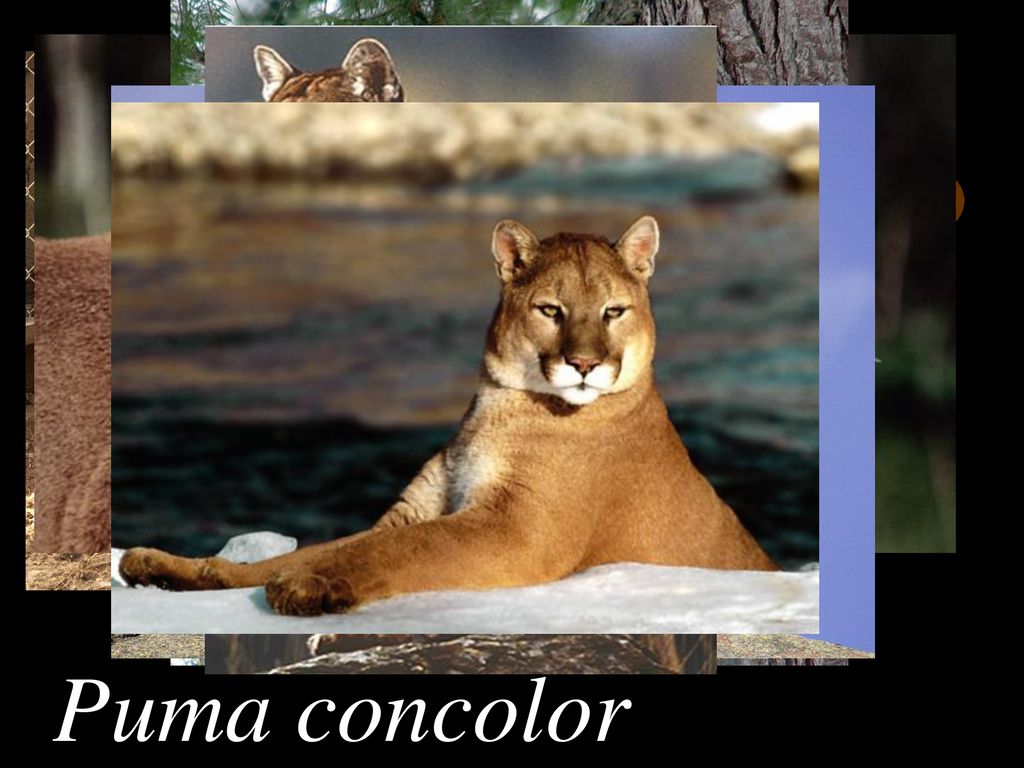 Puma concolor. - ppt download