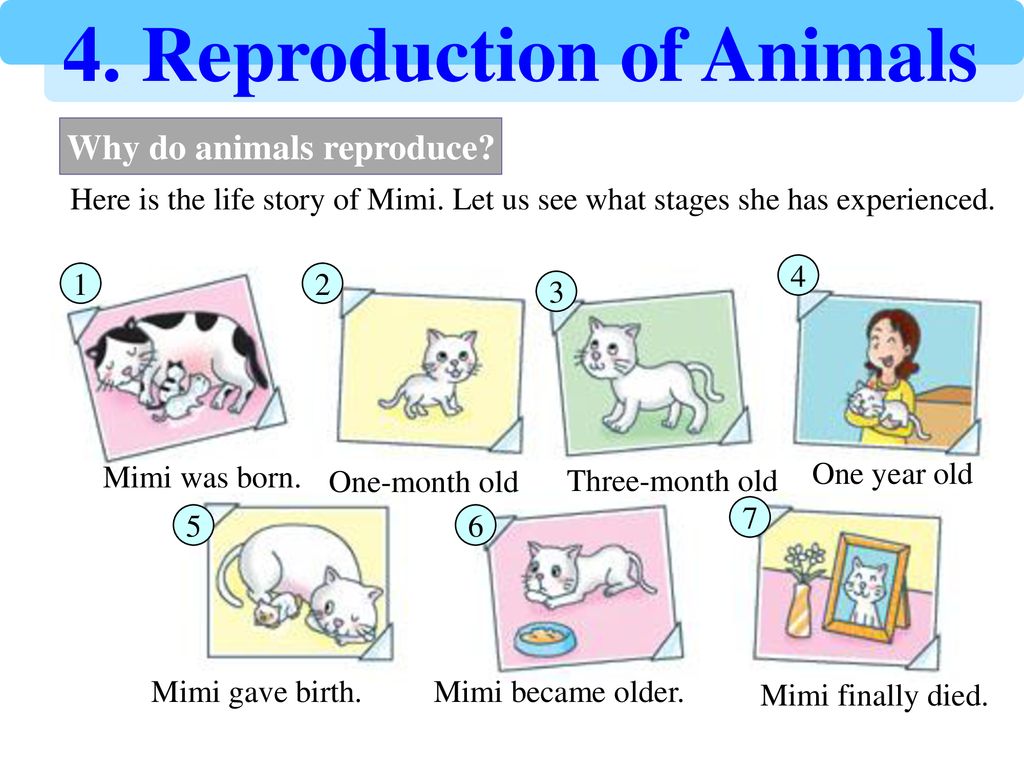 Why do animals reproduce? - ppt download Why do animals reproduce? - ppt download