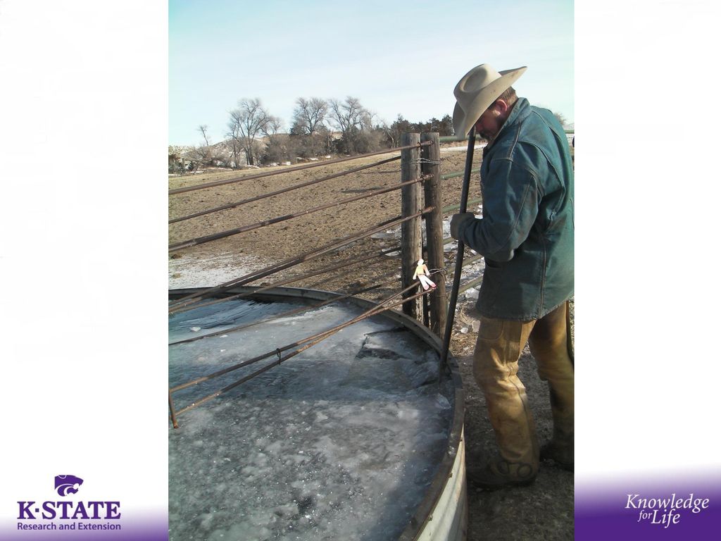 Drought Concerns for Cattle Producers Biology Diagrams