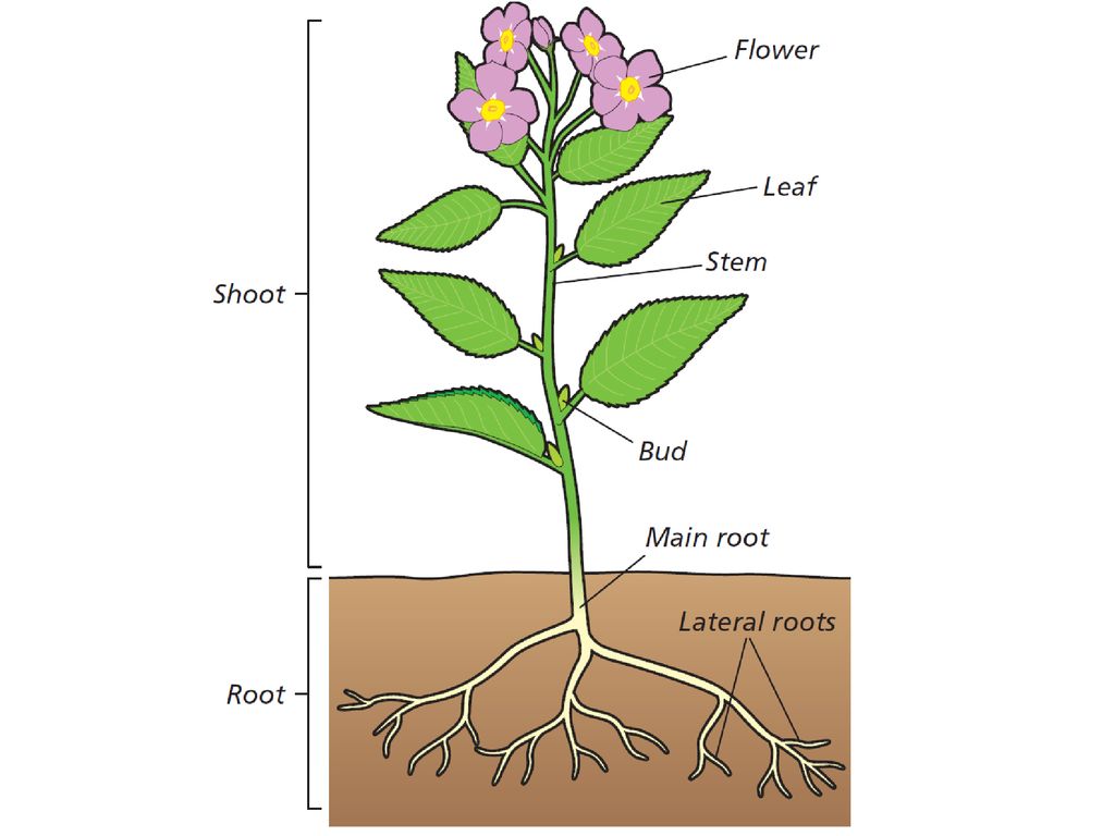 structure-of-the-flowering-plant-ppt-download