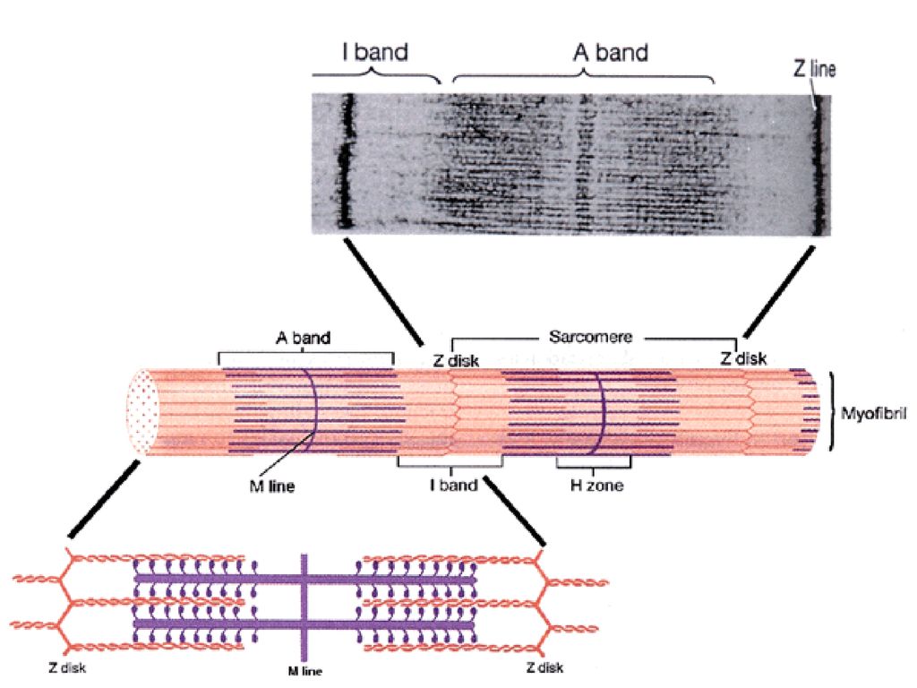 Каким номером на рисунке обозначена миофибрилла. Строение миофибриллы биохимия. Саркомера мышечного волокна формула. Белки миофибрилл. Миофибриллы мышечного волокна.