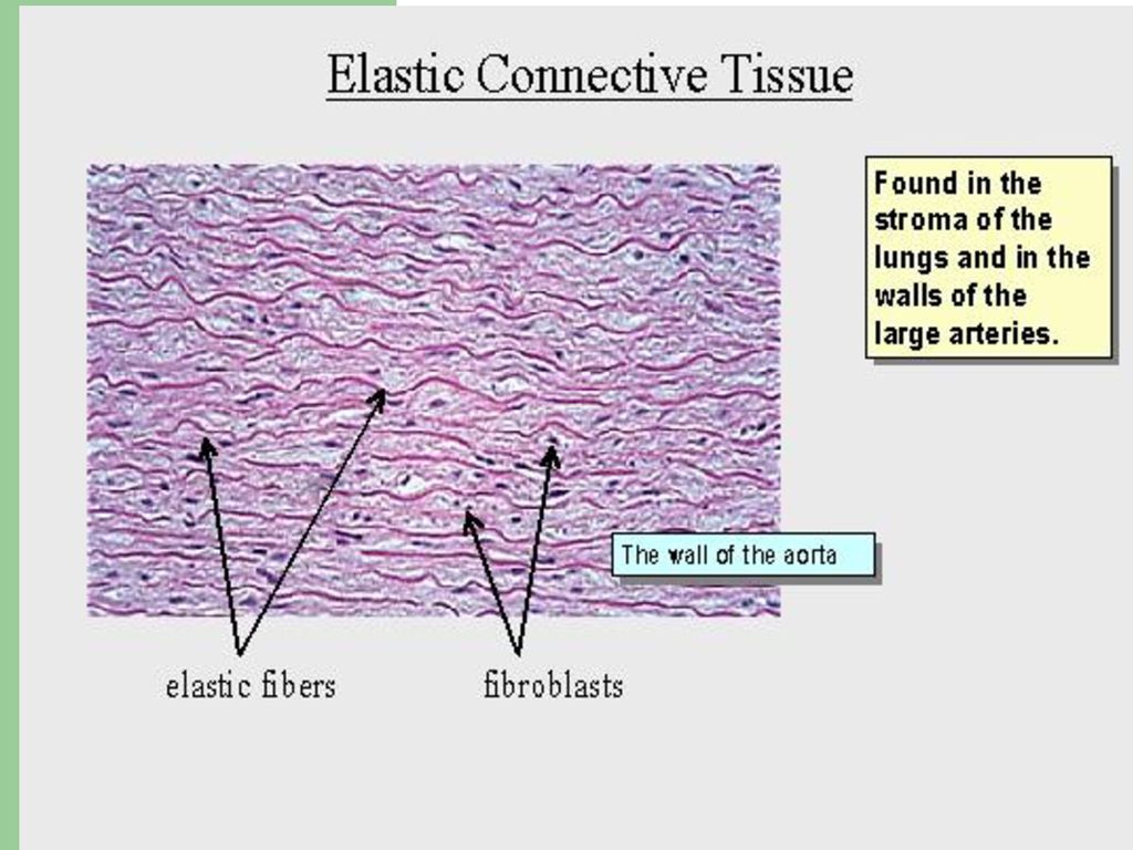 Connective Tissue Unlike the closely packed, uniform cells of ...