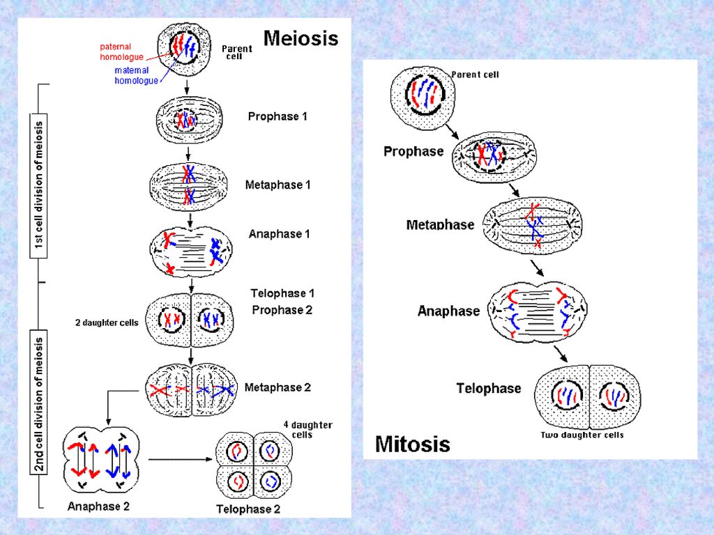 Meiosis And Sexual Reproduction Ppt Download