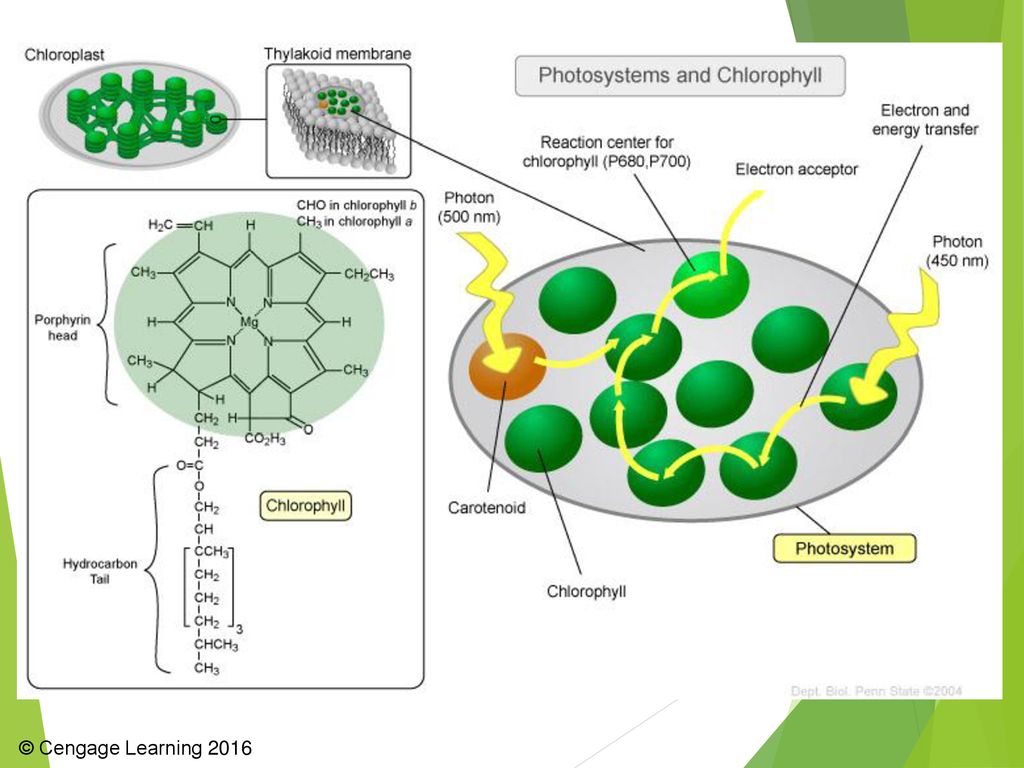 В растении хлорофилл содержится в. Строение молекулы хлорофилла. Хлорофилл в клетках растения. Хлорофилл строение клетки.