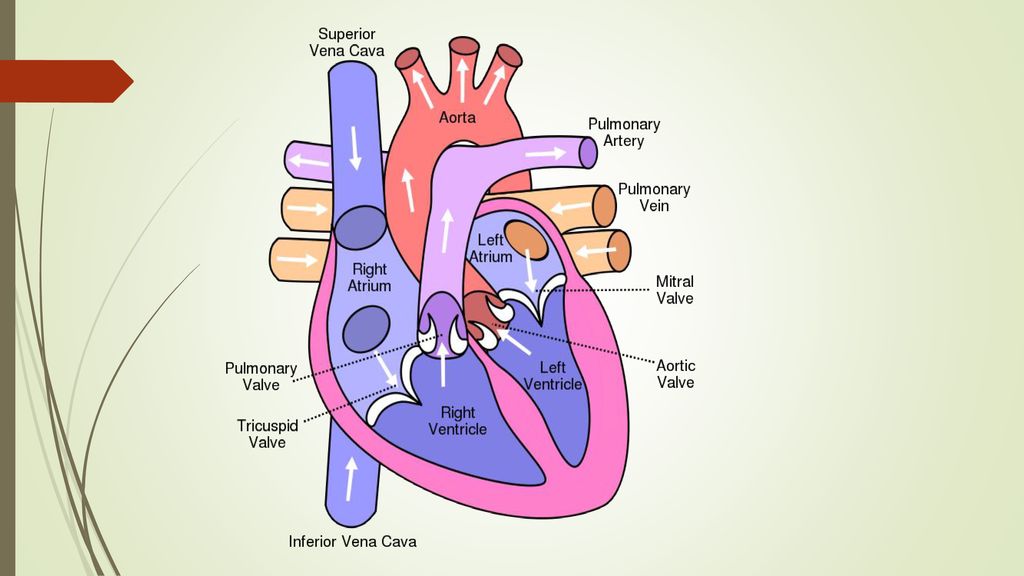Contents The Anatomy of the Heart The Cardiac Cycle: Diagrams ppt download Biology Diagrams
