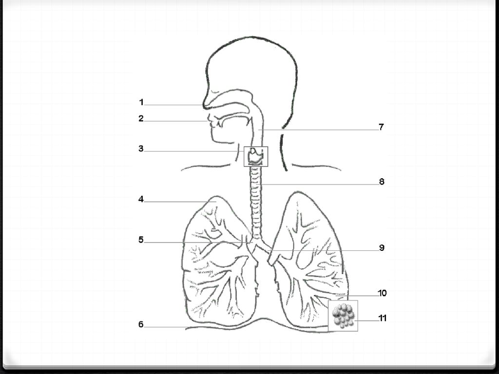 The Respiratory System Aerobic Ppt Download