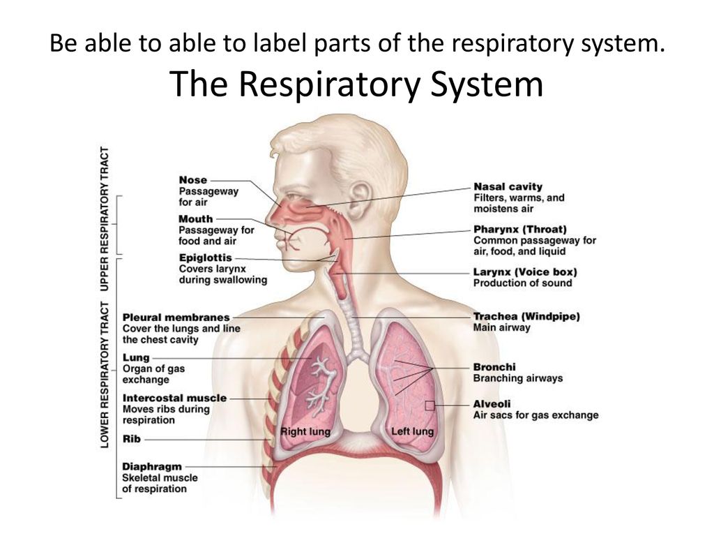 respiratory system labeled diagram