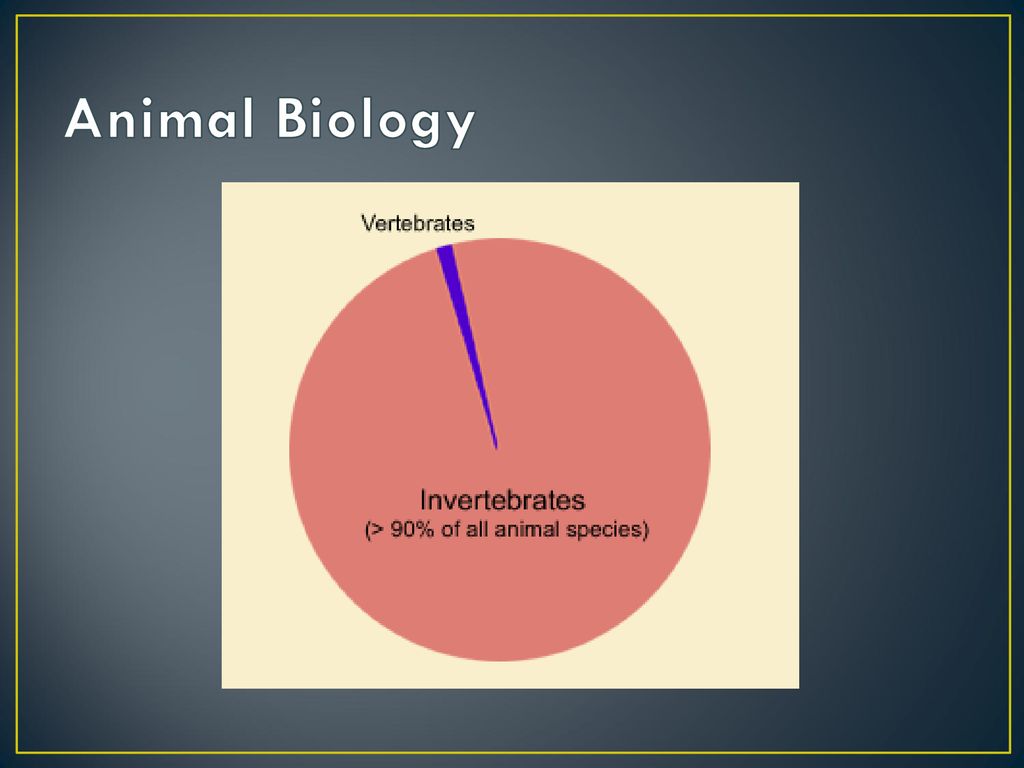 Animal Biology. - ppt download