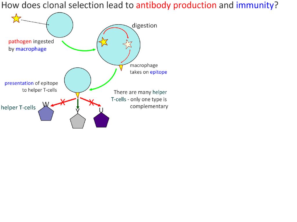 Topic 11.1 Antibody production and vaccination Biology Diagrams