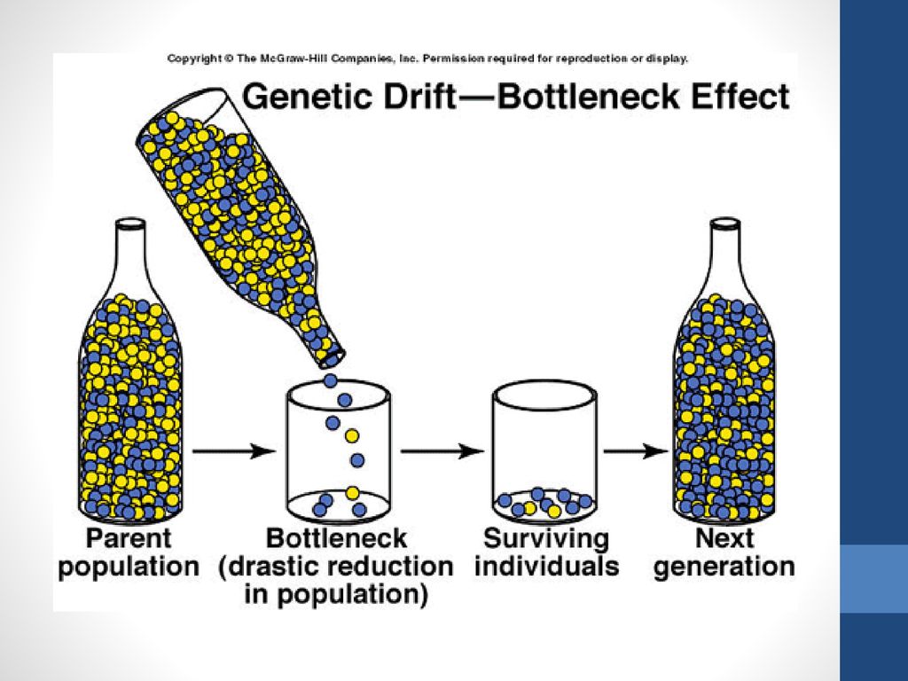 Бутылочное горлышко в эволюции. Дрейф генов эффект основателя. Эффект бутылочного горлышка и эффект основателя. Дрейф генов это в биологии.