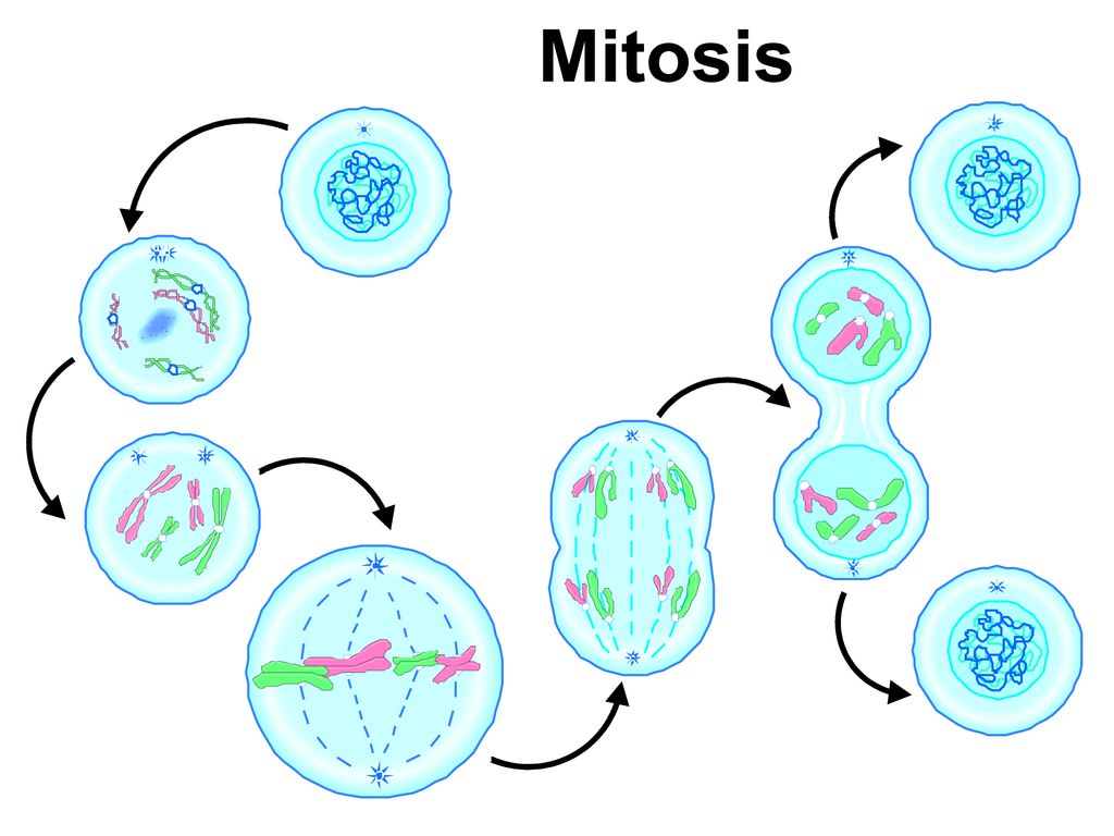 C-Notes: Cell Cycle (Cell Division of Body Cells) - ppt download