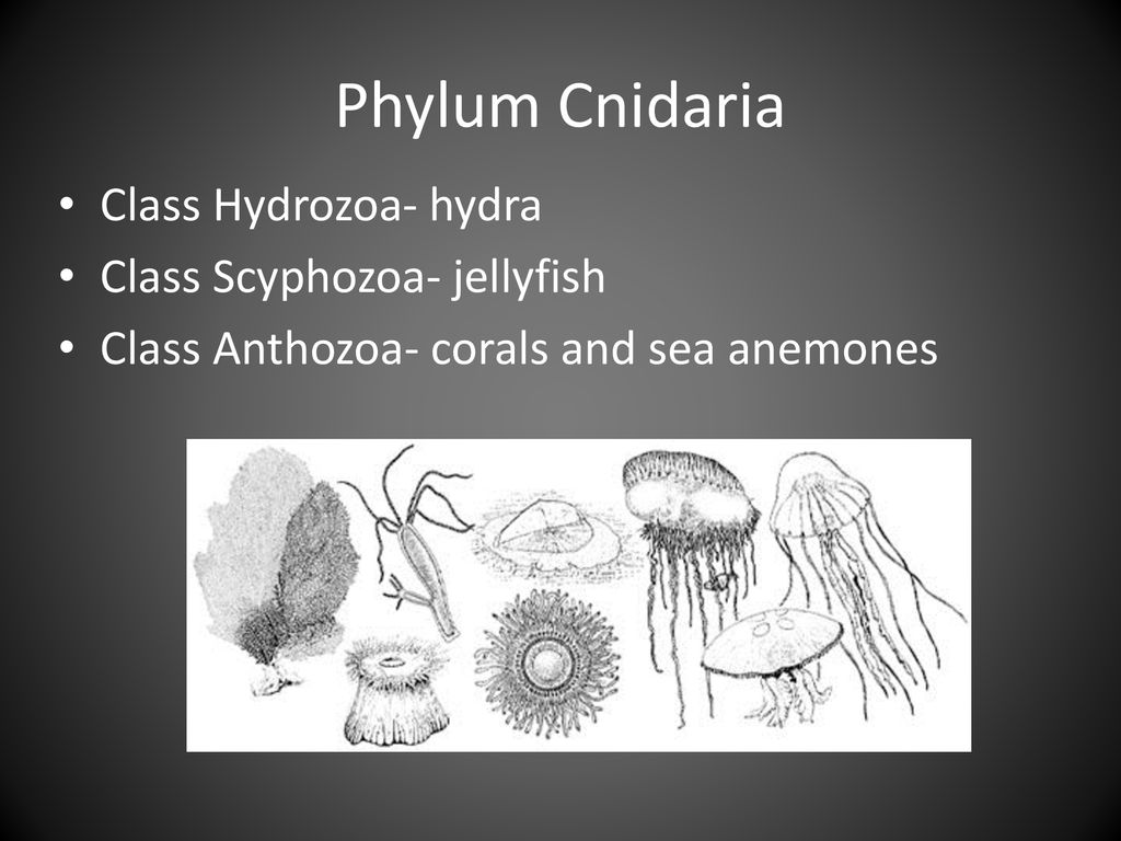 Phylum Cnidaria Class Hydrozoa- hydra Class Scyphozoa- jellyfish - ppt  download