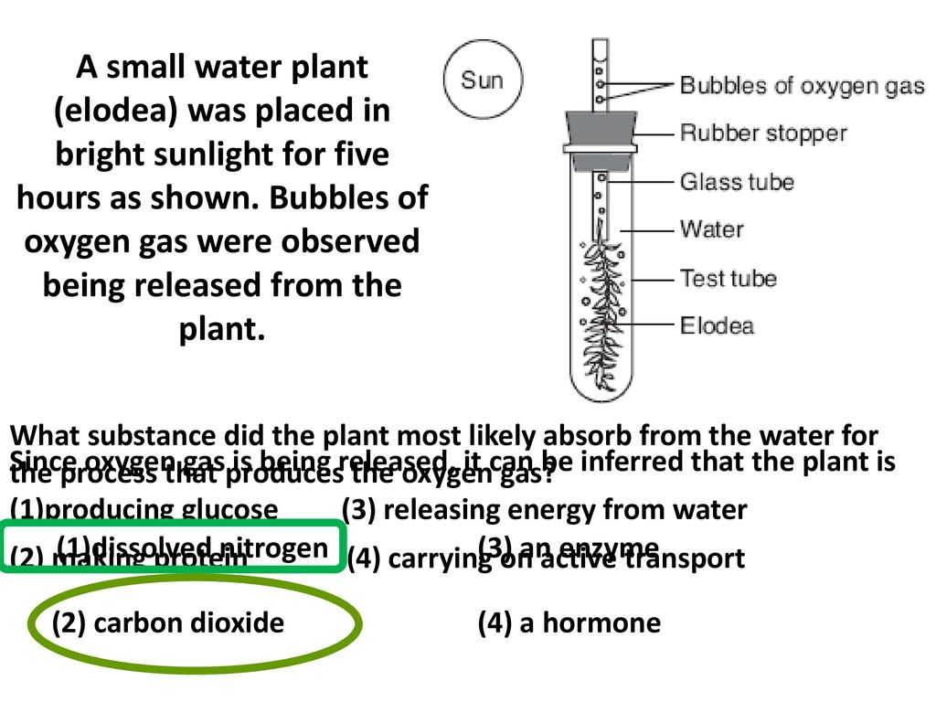 If a plant were under water and was photosynthesizing, what gas would be visibly bubbling from the plant?