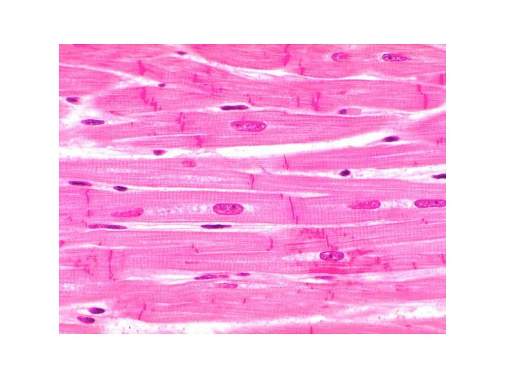 Фото мышечной ткани под микроскопом