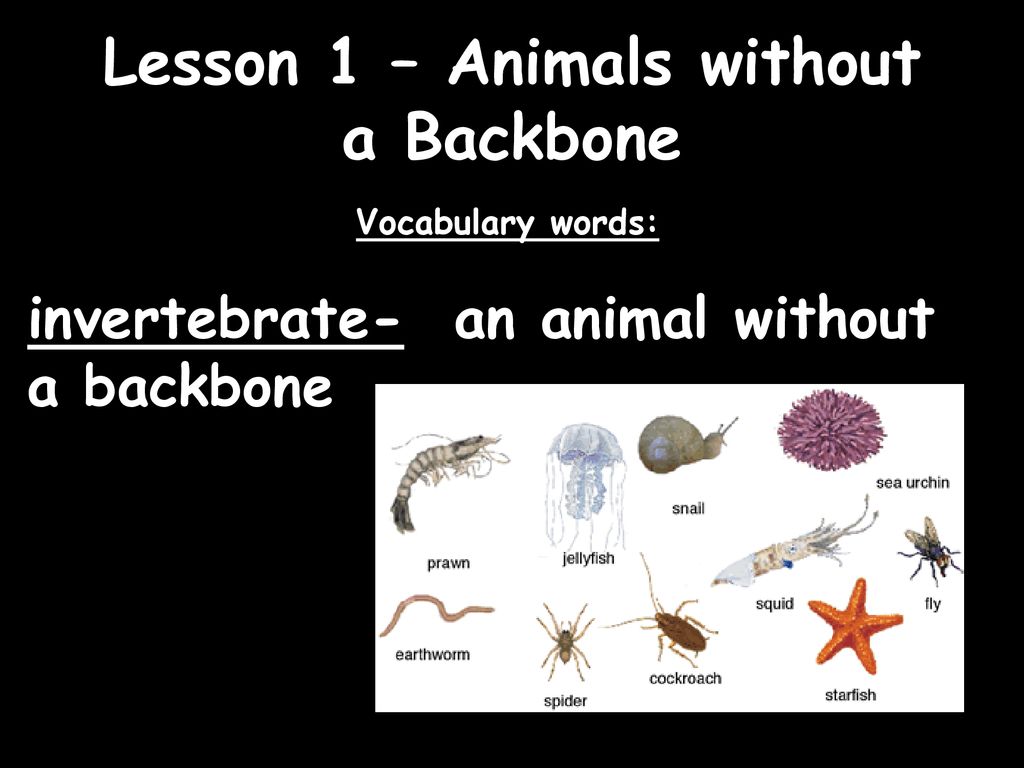 Lesson 1 – Animals without a Backbone - ppt download