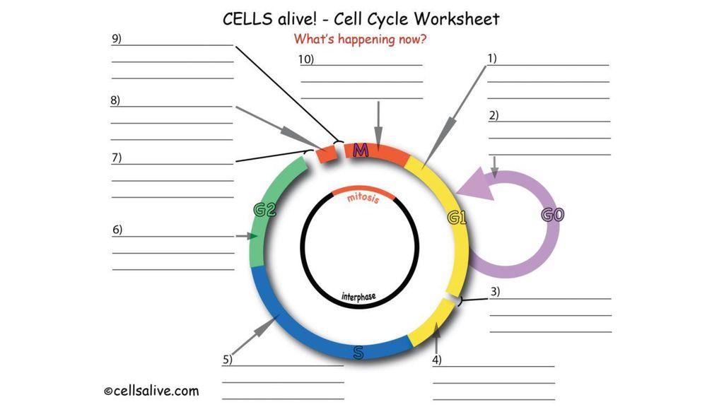 Cells Alive – Cell Cycle - Ppt Download