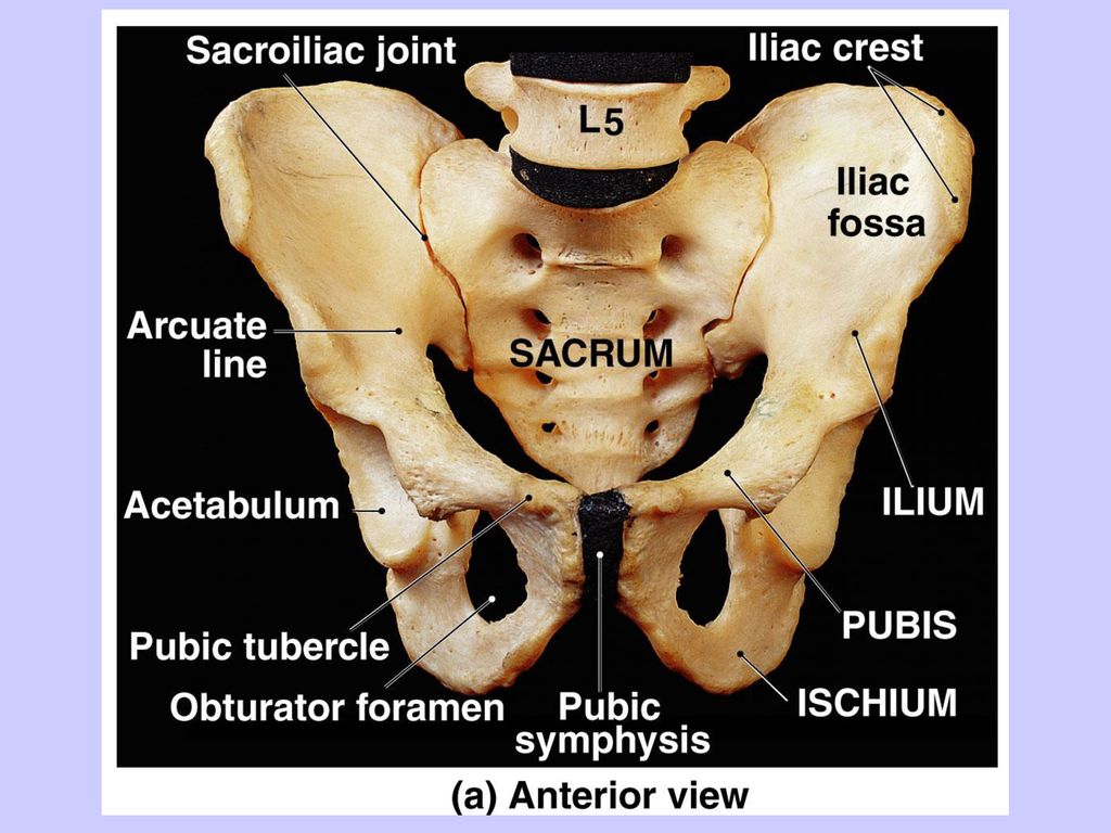 Bones of the lower limbs: os coxa (hip bone) femur patella tibia - ppt ...