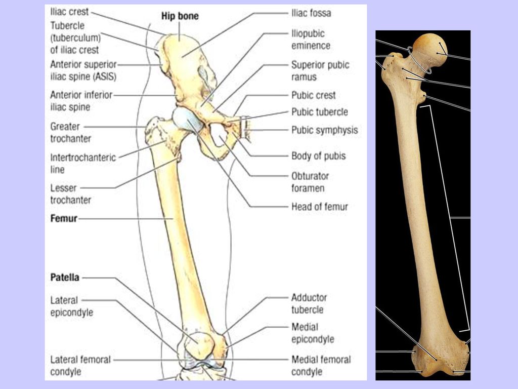 Bones of the lower limbs: os coxa (hip bone) femur patella tibia - ppt ...