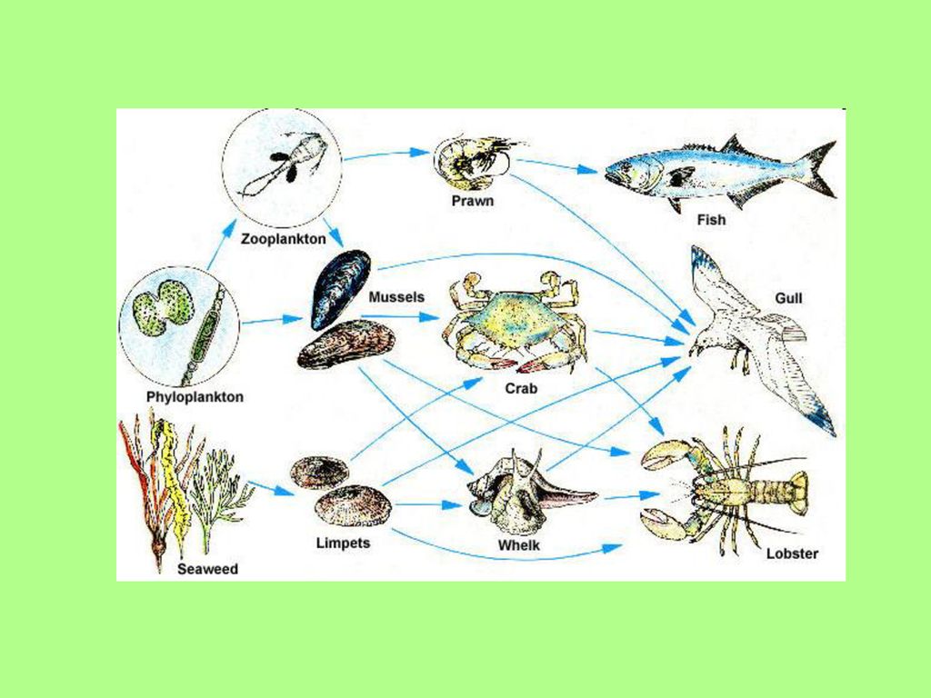 Зоопланктон трофический уровень. Пищевая цепь. Пищевая цепь кораллового рифа. Цепь питания в коралловых рифах. Food web example.