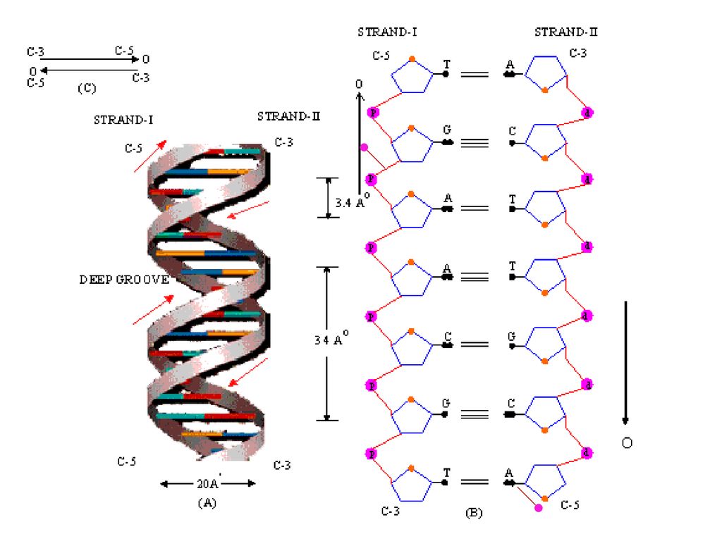 Открытые структуры днк. Структура ДНК Уотсон и крик. Модель ДНК Уотсона и крика. Модель структуры ДНК. Watson and Crick's DNA structure Modelling.