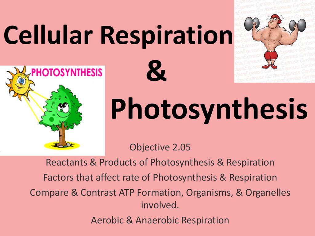 Cellular Respiration Photosynthesis Ppt Download