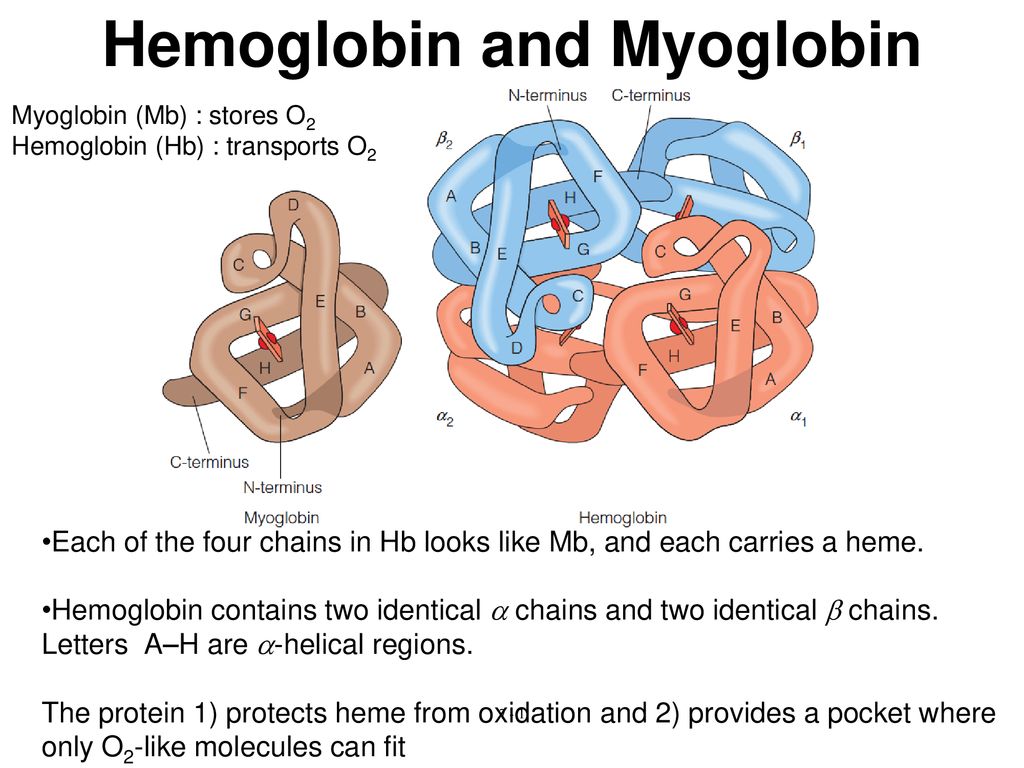 Hemoglobin and Myoglobin - ppt download