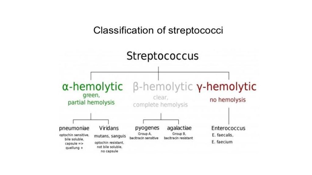 Lab 3 streptococci. - ppt download