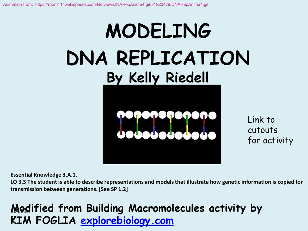 MODELING DNA REPLICATION By Kelly Riedell - ppt download
