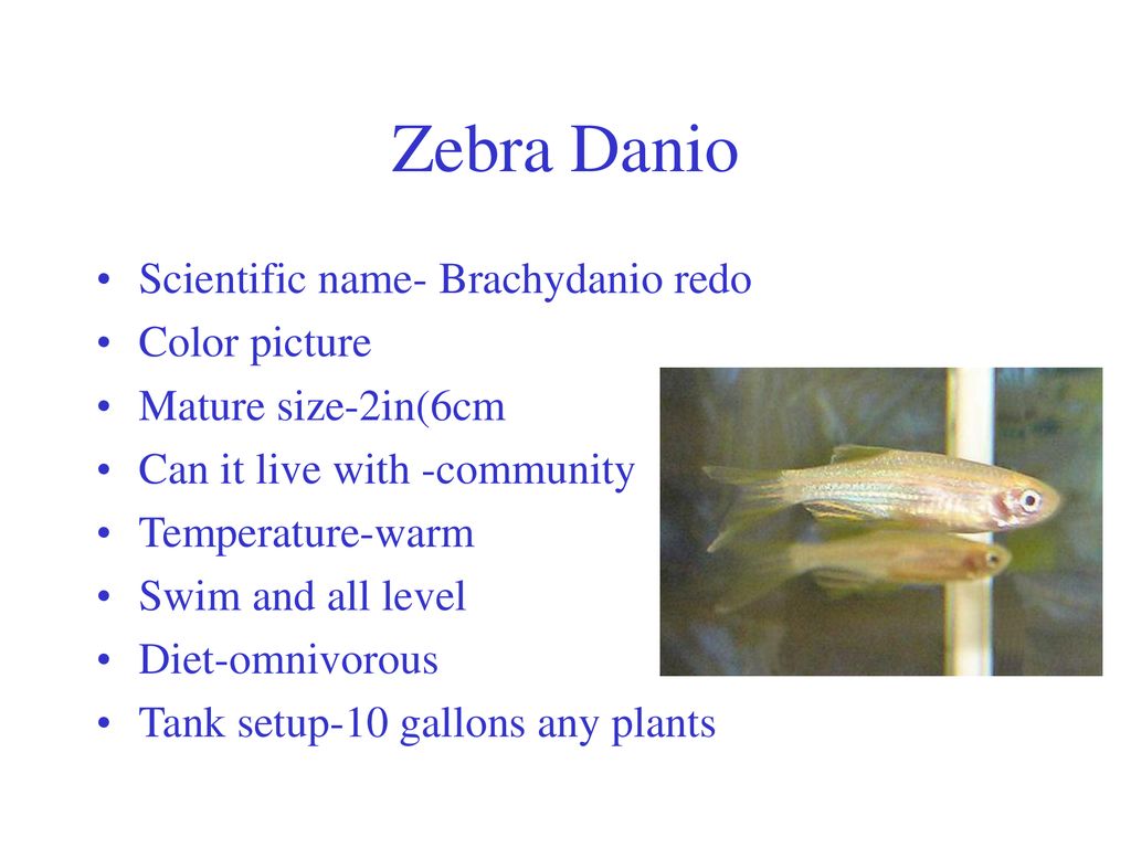 Zebra Danio Scientific name- Brachydanio redo Color picture - ppt download